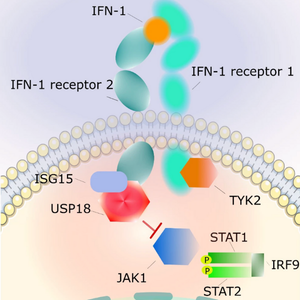 Diagram showing protein intractions at the cell membrane