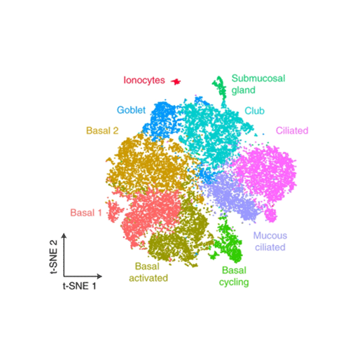 Screenshot of image taken from the single cell lung paper